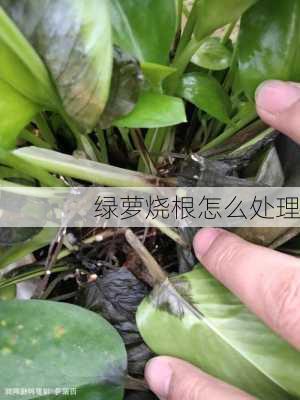 绿萝烧根怎么处理