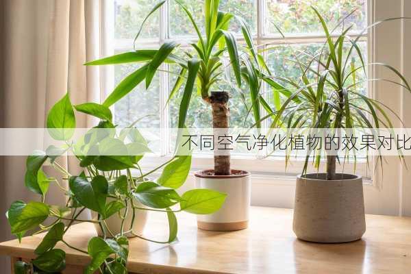 不同空气净化植物的效果对比