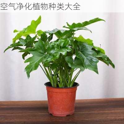 空气净化植物种类大全