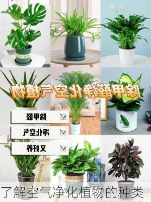 了解空气净化植物的种类