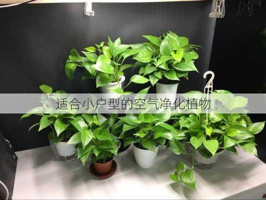 适合小户型的空气净化植物
