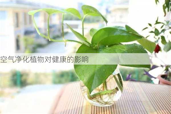 空气净化植物对健康的影响