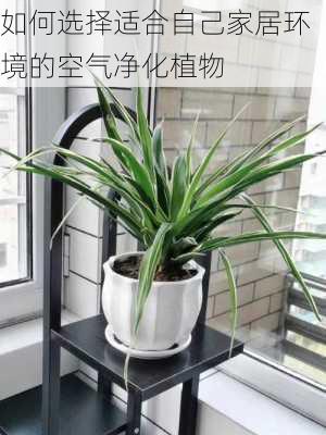 如何选择适合自己家居环境的空气净化植物