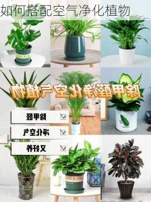 如何搭配空气净化植物