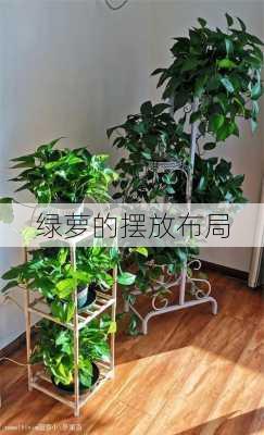 绿萝的摆放布局