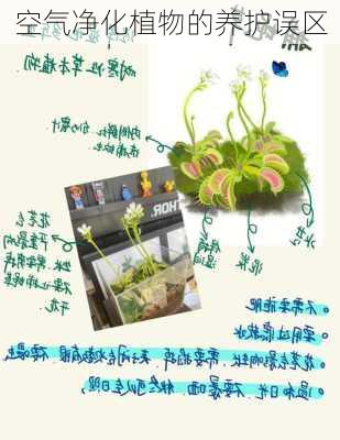 空气净化植物的养护误区