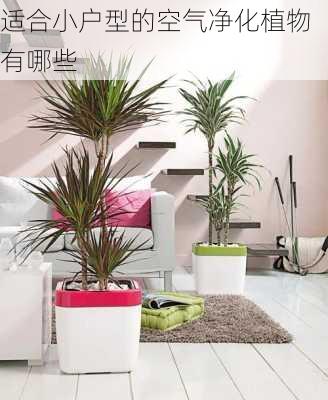 适合小户型的空气净化植物有哪些