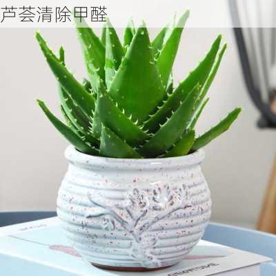 芦荟清除甲醛