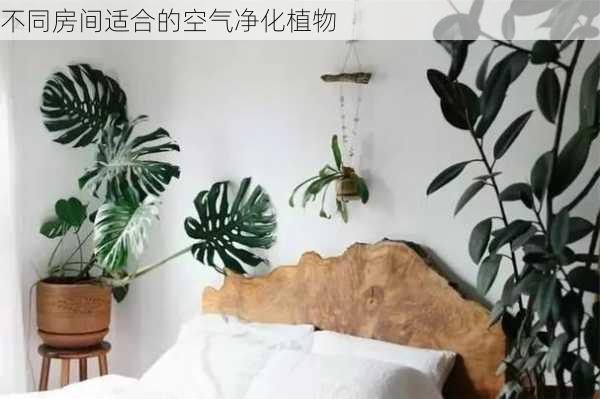 不同房间适合的空气净化植物