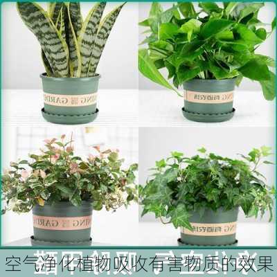 空气净化植物吸收有害物质的效果