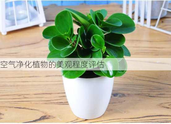 空气净化植物的美观程度评估