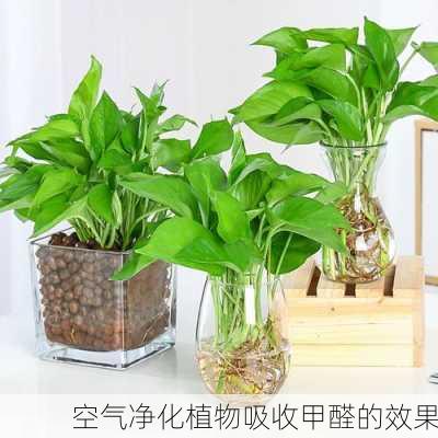 空气净化植物吸收甲醛的效果