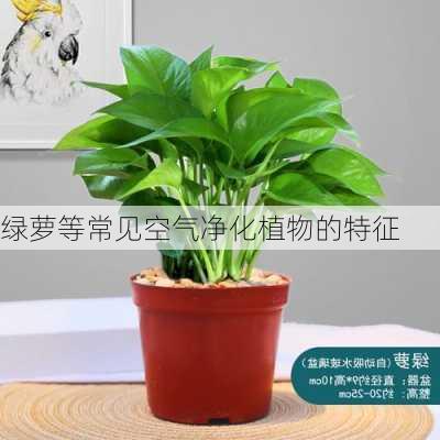 绿萝等常见空气净化植物的特征