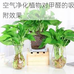 空气净化植物对甲醛的吸附效果