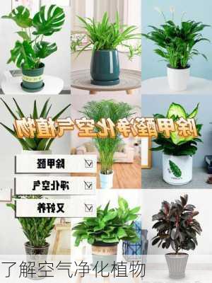 了解空气净化植物