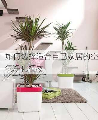 如何选择适合自己家居的空气净化植物