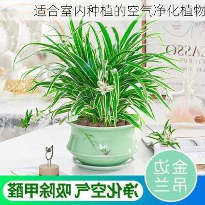 适合室内种植的空气净化植物