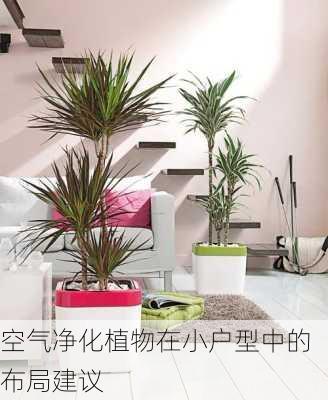 空气净化植物在小户型中的布局建议