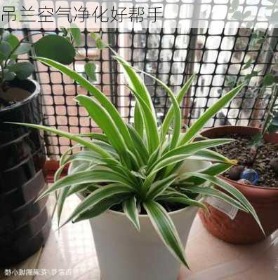 吊兰空气净化好帮手