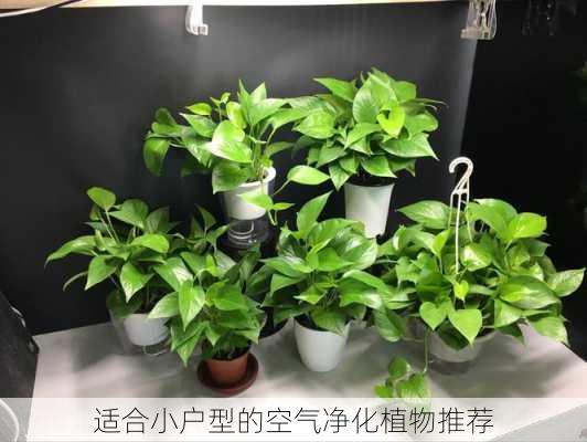 适合小户型的空气净化植物推荐