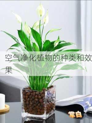 空气净化植物的种类和效果