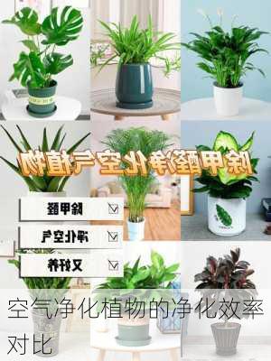 空气净化植物的净化效率对比