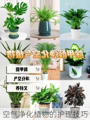 空气净化植物的护理技巧