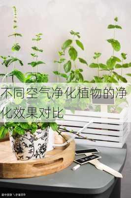 不同空气净化植物的净化效果对比