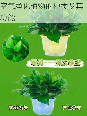 空气净化植物的种类及其功能