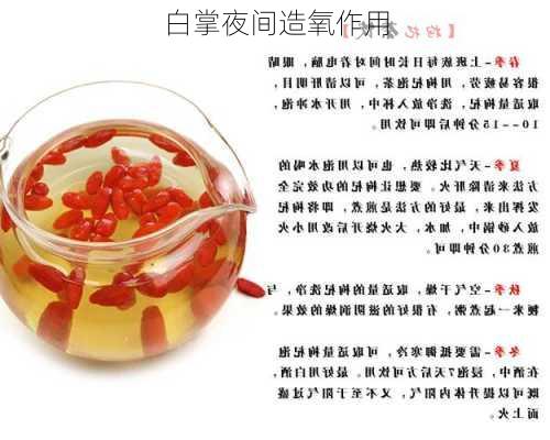 白掌夜间造氧作用