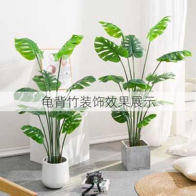 龟背竹装饰效果展示