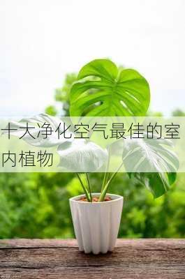 十大净化空气最佳的室内植物