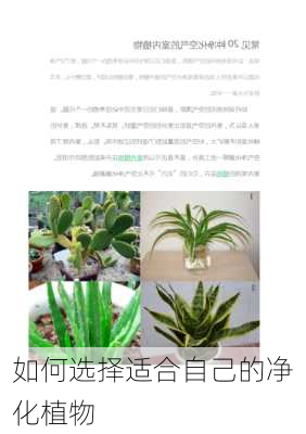 如何选择适合自己的净化植物