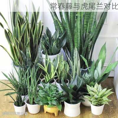 常春藤与虎尾兰对比