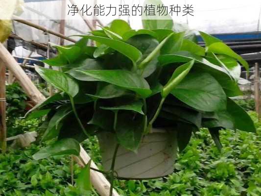 净化能力强的植物种类