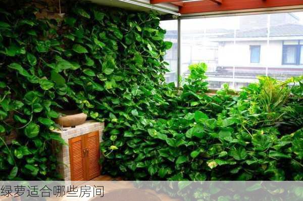 绿萝适合哪些房间