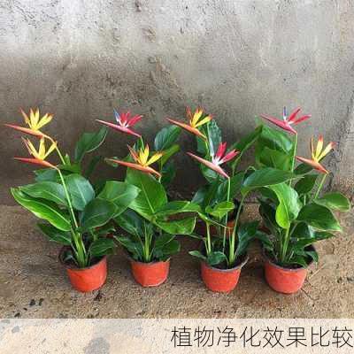 植物净化效果比较