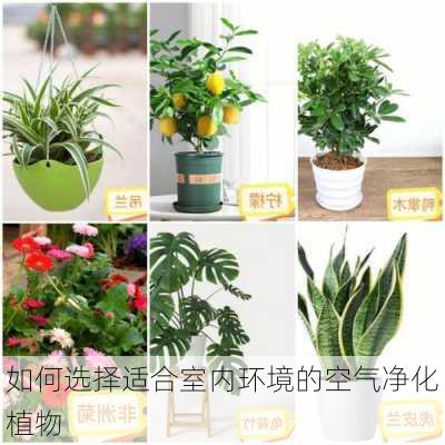 如何选择适合室内环境的空气净化植物