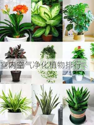 室内空气净化植物排行