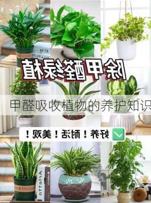 甲醛吸收植物的养护知识