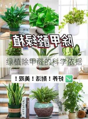 绿植除甲醛的科学依据