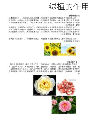 绿植的作用