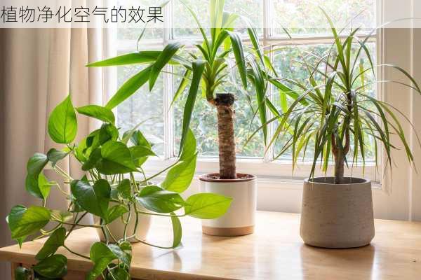 植物净化空气的效果