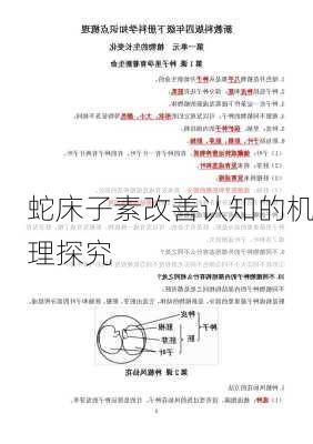 蛇床子素改善认知的机理探究