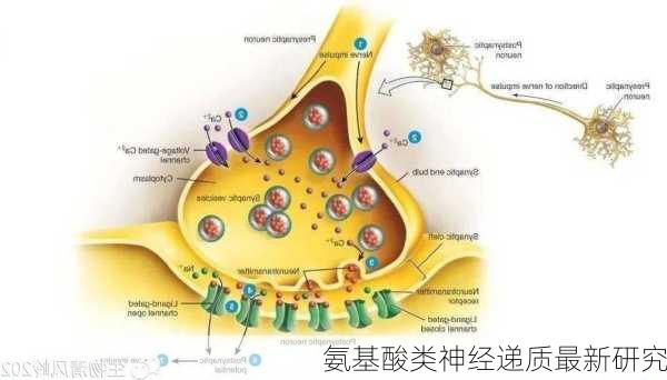 氨基酸类神经递质最新研究