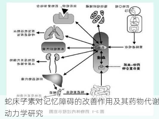蛇床子素对记忆障碍的改善作用及其药物代谢动力学研究
