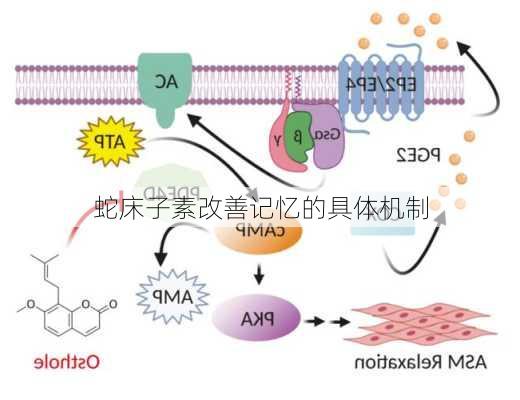 蛇床子素改善记忆的具体机制