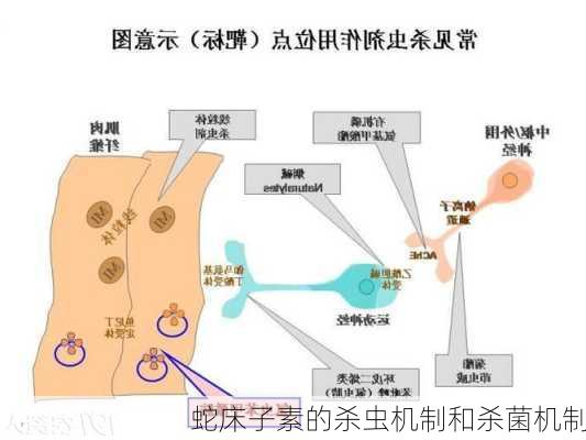 蛇床子素的杀虫机制和杀菌机制