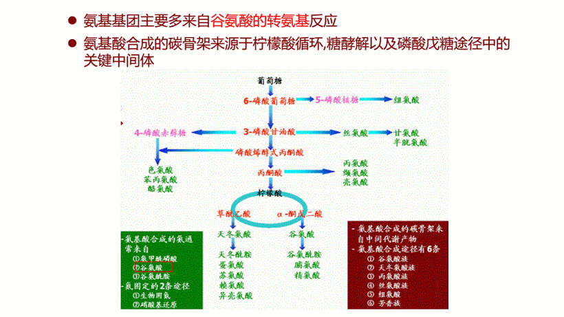 非必需氨基酸的合成和代谢