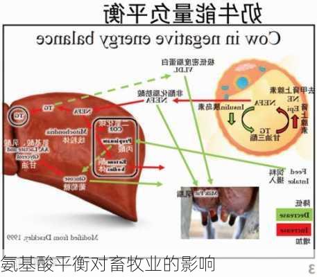 氨基酸平衡对畜牧业的影响